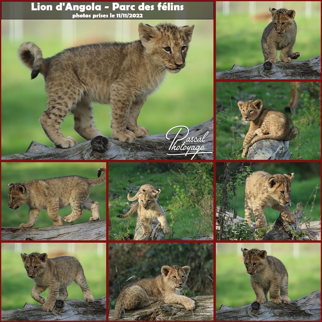 PARC DES FELINS 01 - LAYOUT 44 1080x1080.jpg
